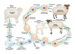 06 Edises Biologia Dolly